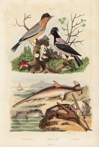 رأس المطرقة الملساء ، Sphyrna malleus 1 ، محار المطرقة ، Malleus malleus 2 ، brahminy myna ، Sturnia pagodarum 3 والزرزور الوردي ، Pastor roseus 4 بواسطة غير معروف