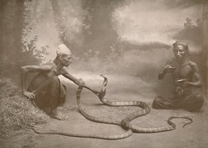 ثعبان تشارمرز مع Hamadryads Kuy Cobras ، 1900. بواسطة غير معروف