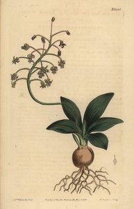 بصل جنوب الهند ، Ledebouria revoluta (دريما منخفضة الأوراق ، Drimia lanceaefolia) بواسطة غير معروف