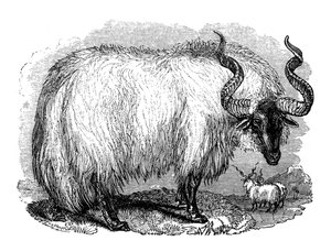 خروف إسباني ، 1848 بواسطة غير معروف