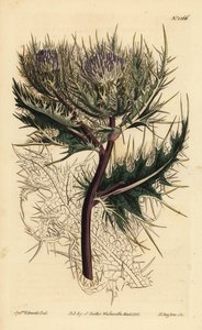 الشوك الشوكي ، Cirsium spinosissimum (cnicus ذات الرأس الريشي ، Cnicus spinosissimus) بواسطة غير معروف
