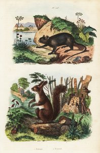 فأر الشجرة الشوكية ، Echimys chrysurus 1 ، والسنجاب الأحمر الأوراسي ، Sciurus vulgaris 2 بواسطة غير معروف