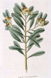 غصن القرفة البيضاء Canella alba ، 1823 بواسطة غير معروف