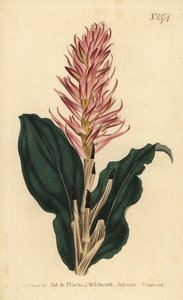 Stenorrhynchos speciosum orchid (نيوتيا حمراء مزهرة ، نيوتيا سبيسيوزا) بواسطة غير معروف