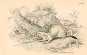 Stoat Mustela erminea ، عضو عائلة ابن عرس ، 1828 بواسطة غير معروف