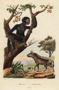 Striped hyena, Hyaena hyaena 1, and siamang, Symphalangus syndactylus, endangered 2 بواسطة غير معروف