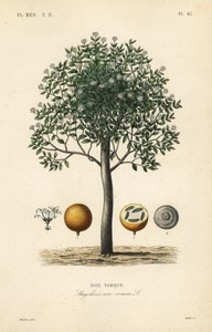 شجرة Strychnine ، nux vomica ، الجوز السام أو strychnos السائل المنوي ، Strychnos nux-vomica ، Noix vomique بواسطة غير معروف