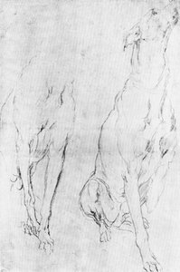 دراسة السلوقي السلوقي في صورة دوق ريتشموند ، c1634 1900 بواسطة غير معروف