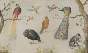 دراسة الطيور والقرد ، 16601670. بواسطة غير معروف