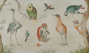 دراسة الطيور والقرود ، 16601670. بواسطة غير معروف