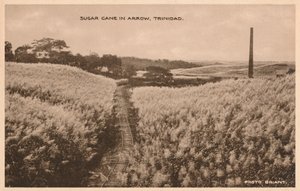 قصب السكر في Arrow Trinidad ، c1900 بواسطة غير معروف