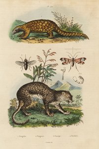 Sunda pangolin ، Manis javanica ، مهددة بالانقراض 1 ، النمر ، Panthera pardus 4 ، ذبابة الحصان ، Tabanus rostratus 3 ، ذبابة العقرب ، Panorpa communis 3 بواسطة غير معروف