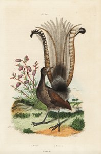طائر قيثارة رائع ، Menura novaehollandiae ، والأزالية الكاذبة ، Menziesia ferruginea بواسطة غير معروف