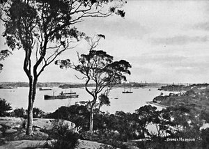 ميناء سيدني ، من Cremorne Point ، c1900. بواسطة غير معروف