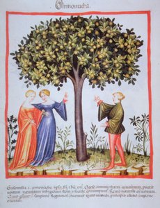 "Tacuinum Sanitatis" Codex Vindobonensis Nova Series 2644، fol. 9 ، قطف المشمش ، المنمنمات (1370-1400) (طلاء على ورق) بواسطة غير معروف