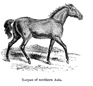 تاربان ، 1850 بواسطة غير معروف