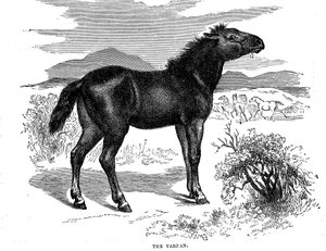 تاربان ، 1884 بواسطة غير معروف