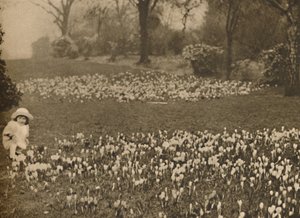 سجادة Crocus of Spring ، عام 1935. بواسطة غير معروف