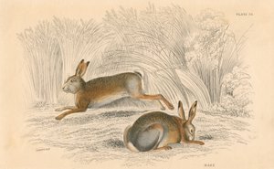 The Hare Lepus europaeus ، 1828 بواسطة غير معروف