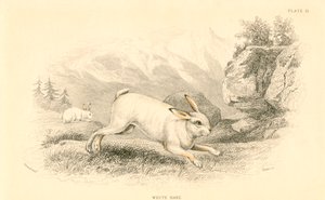The Hare Lepus europaeus ، 1828 بواسطة غير معروف