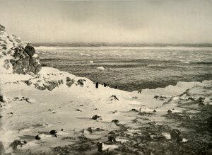 آخر طيور البطريق قبل هجرتهم في مارس ، c1908 ، 1909. بواسطة غير معروف