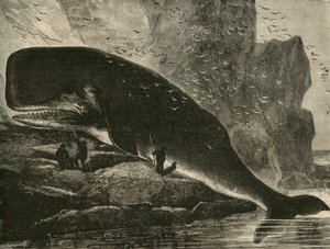 حوت العنبر ، 1882. بواسطة غير معروف