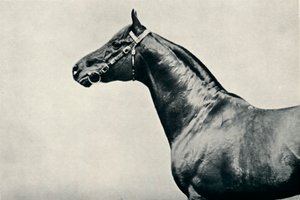 رأس حصان السباق الأصيل ، الراديوم ، c1910 بواسطة غير معروف