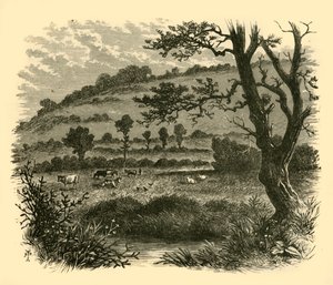 ثيستلدون ، 1898. بواسطة غير معروف