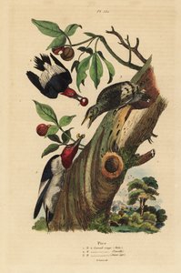 نقار الخشب ثلاثي الأصابع ، Picoides tridactylus ، ذكر وأنثى وصغار العش خارج بواسطة غير معروف