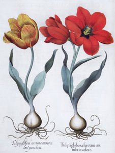الزنبق ، 1613 بواسطة غير معروف