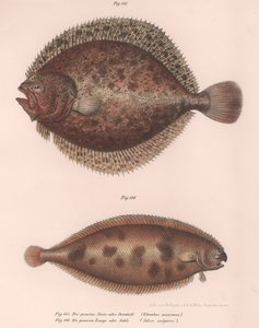 Turbot ، Rhombus maximus ، Common Solole Solea vulgaris ، c.1850s بواسطة غير معروف