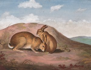 اثنان من الأرانب البرية: على سفح التل ، كاليفورنيا. 1805. بواسطة غير معروف