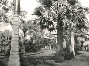 ساحة هاواي النموذجية ، هونولولو ، الولايات المتحدة الأمريكية ، 1895. بواسطة غير معروف