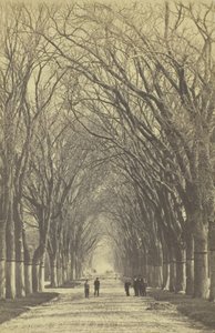 شارع بلا عنوان من الأشجار ، 1840-1900. بواسطة غير معروف