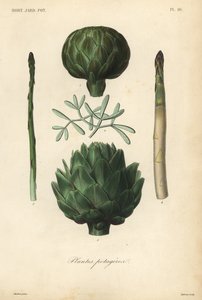 Vegetables, Plantes potageres بواسطة غير معروف
