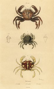سلطعون مخملي ، Necora puber 1 ، سلطعون سباحة رخامي ، Liocarcinus marmoreus 2 ، وسلطعون بينانت للسباحة ، Portumnus latipes 3 بواسطة غير معروف