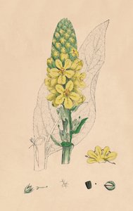 Verbascum Thapsus. Mullein العظيم ، القرن التاسع عشر بواسطة غير معروف