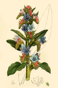 "Viper Bugloss" ، أواخر القرن الثامن عشر وأوائل القرن التاسع عشر ، 1944. بواسطة غير معروف