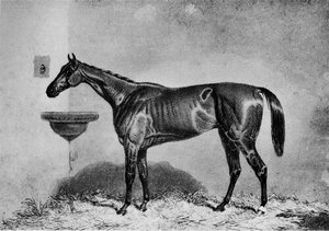 Virago ، 1851-1869 ، 1911 بواسطة غير معروف