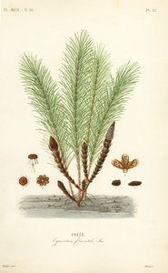 Water horsetail or swamp horsetail, Equisetum fluviatile, Prele بواسطة غير معروف