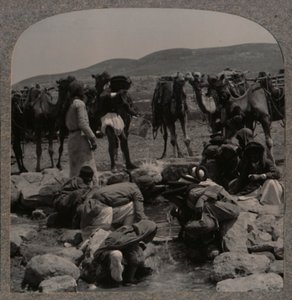 سقي الإبل في جاكوبس ويل ، c1900 بواسطة غير معروف