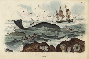 صائدو الحيتان يصطادون حوت شمال الأطلسي الصائب ، Eubalaena glacialis ، المهددة بالانقراض 1 ، والبرنقيل 2-5. بالين ، بالينيس بواسطة غير معروف