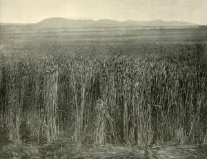 حقل القمح ، كانينج داونز ، كوينزلاند ، 1901. بواسطة غير معروف