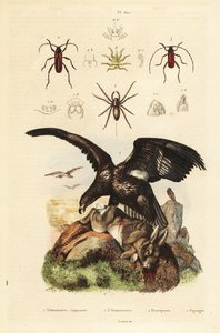 نسر البحر أبيض الذيل ، Haliaeetus albicilla 5 ، والفريسة ، عنكبوت الماء ، Argyroneta Aquatica 1 ، Purpuricenus beetles 2 بواسطة غير معروف
