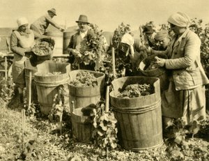 حصاد النبيذ بالقرب من Baden bei Wien ، النمسا السفلى ، c1935. بواسطة غير معروف