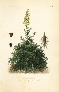 لعنة الذئب أو wolfsbane ، Aconitum lycoctonum ، Aconit tue-loup بواسطة غير معروف