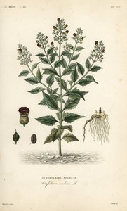 شجرة التين الخشبية ، Scrophularia nodosa ، Scrofulaire noueuse بواسطة غير معروف