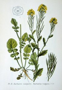 صاروخ أصفر 1893 بواسطة غير معروف