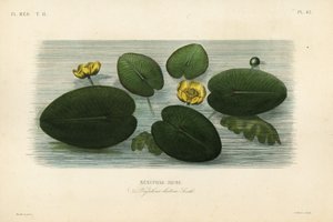 زنبق الماء الأصفر ، Nuphar lutea ، Nenuphar lutea ، Nenuphar jaune بواسطة غير معروف
