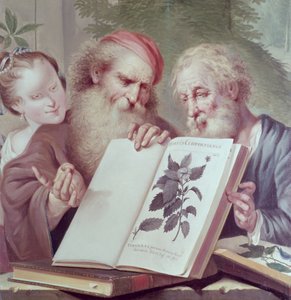 رسم توضيحي من Hortus Cliffortianus ، بواسطة Carl Linnaeus (1707-78) نشر أمستردام 1737-38 بواسطة غير معروف غير معروف